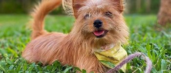 a lovable Yorkie Pomeranian smiling wearing a yellow bandana