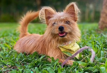 a lovable Yorkie Pomeranian smiling wearing a yellow bandana