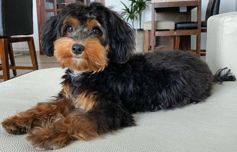 Yorkie Poodle mix dog lying inside the house