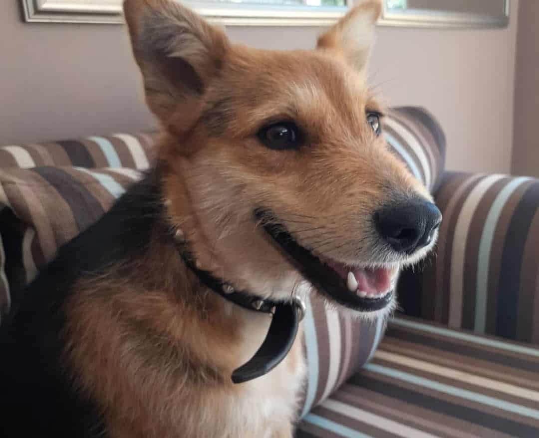 Out of 43 German Shepherd mixes, which is the one for you? K9 