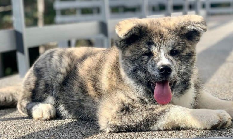 Young Akita puppy lying on the bridge