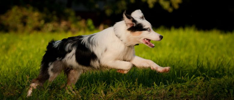 Young Australian Shepherd merle dog running on the grass