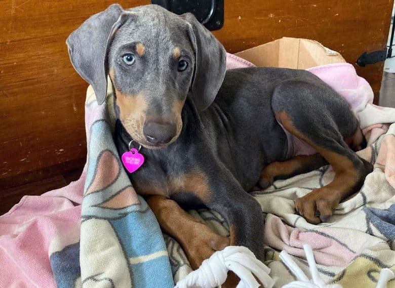 Young Blue Doberman dog being lazy on her bed
