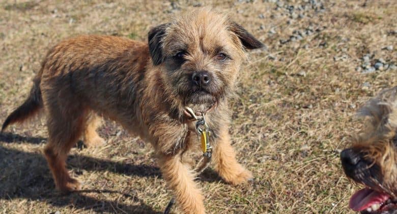 Young Border Terrier dog in a sunny day