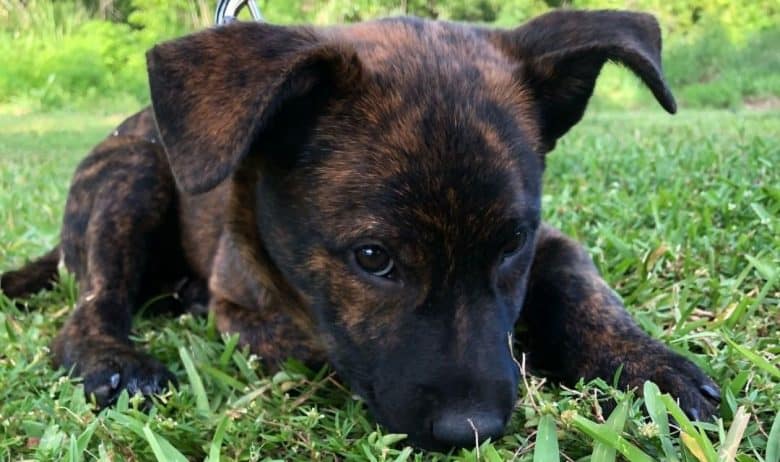 Young brindle Australian Shepherd dog