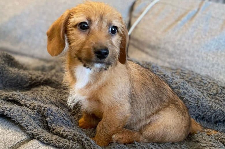 Young Dachshund and Jack Russell Terrier mix dog portrait