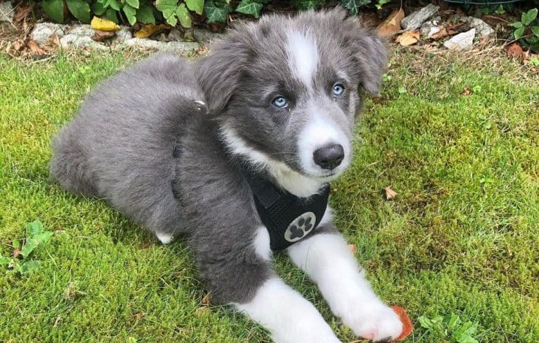 Young dilute Australian Shepherd dog lying on the grass