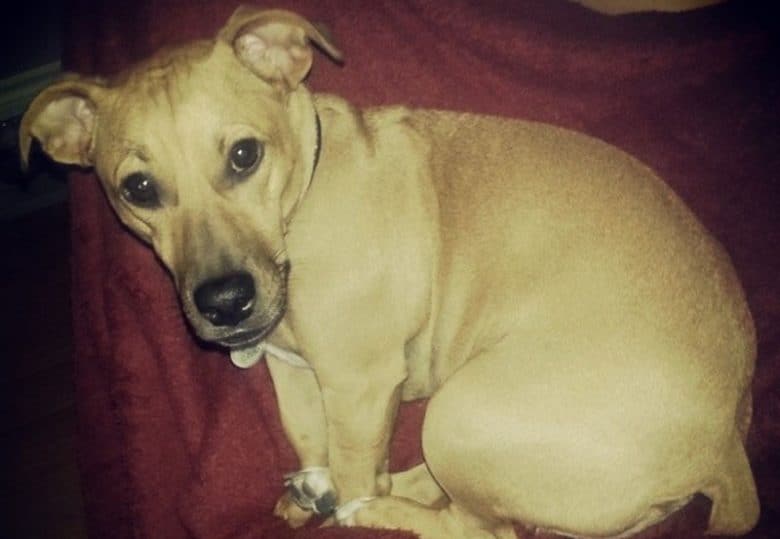Young English Bulldog Jack Russell mix dog lying on his bed