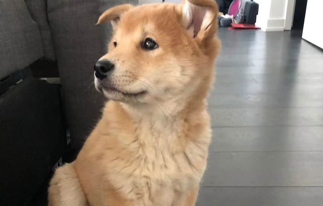 30 of the most adorable and fluffy Shiba Inu mix dogs K9 Web