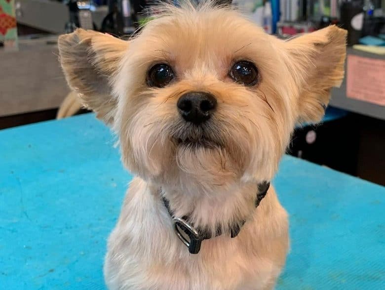 Young Yorshire Terrier dog portrait