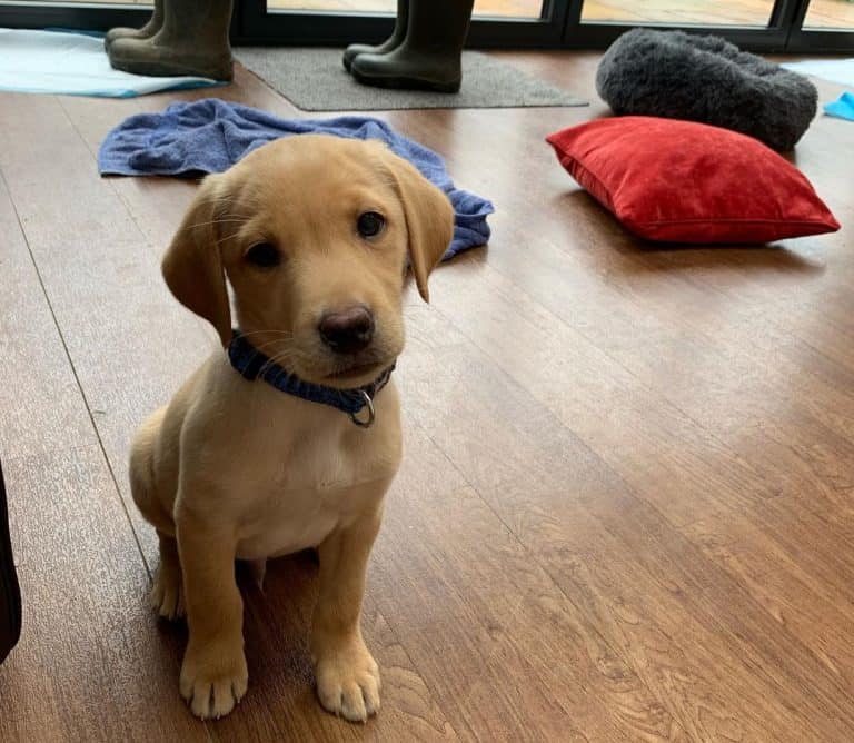 Lab Growth and Weight Chart (Male & Female) The Complete Guide K9 Web