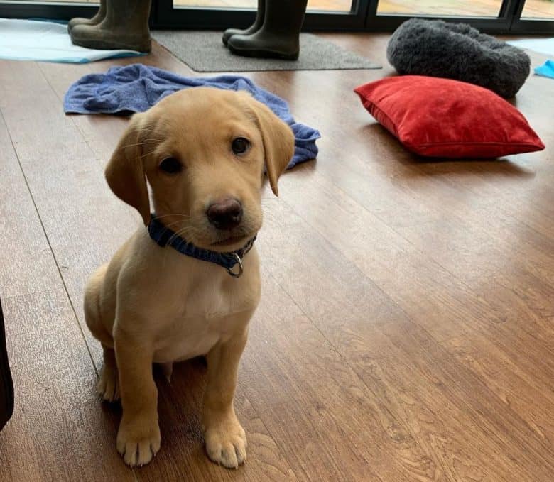 3- chiot Labrador d'un mois 