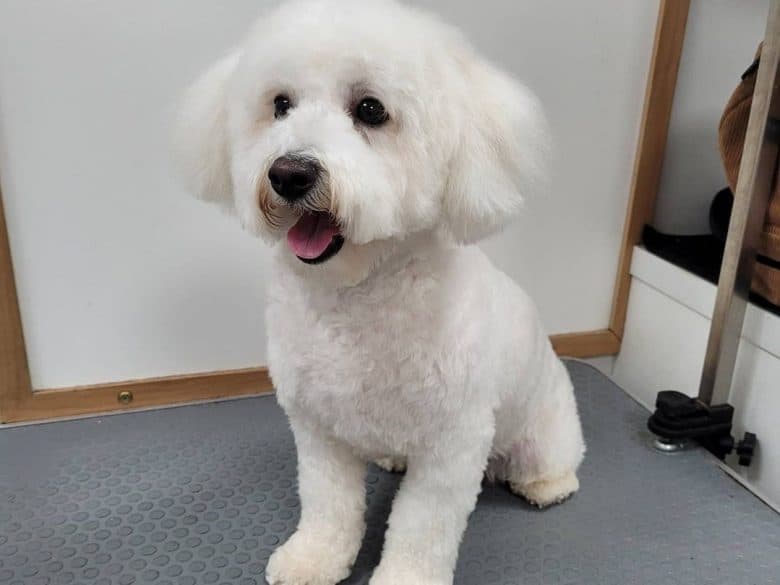 a Bichon Tenerife with a perfect haircut sitting in a dog mat