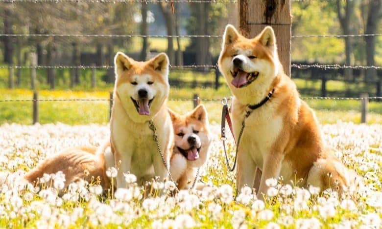 Playful Akita dogs happily resting on a field