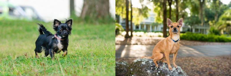 The difference between Apple Head Chihuahua and Deer Head Chihuahua