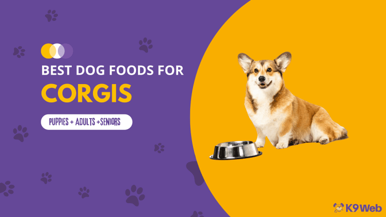 Best Dog Food for Corgi Review