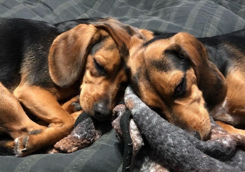 Bi-colored Black and Tan Beagles