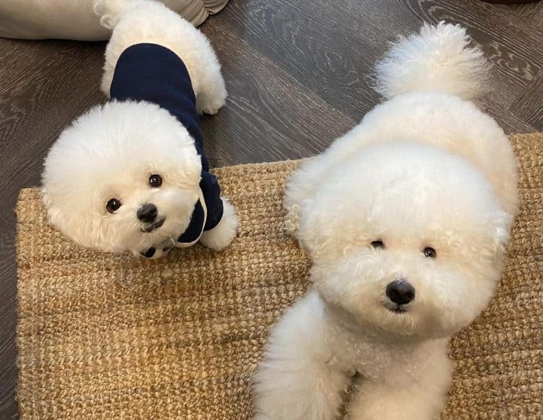 Two lovable Bichon Frise dogs bonding on a coffee shop