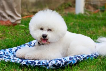 a smiling Bichon Frise lying outdoors