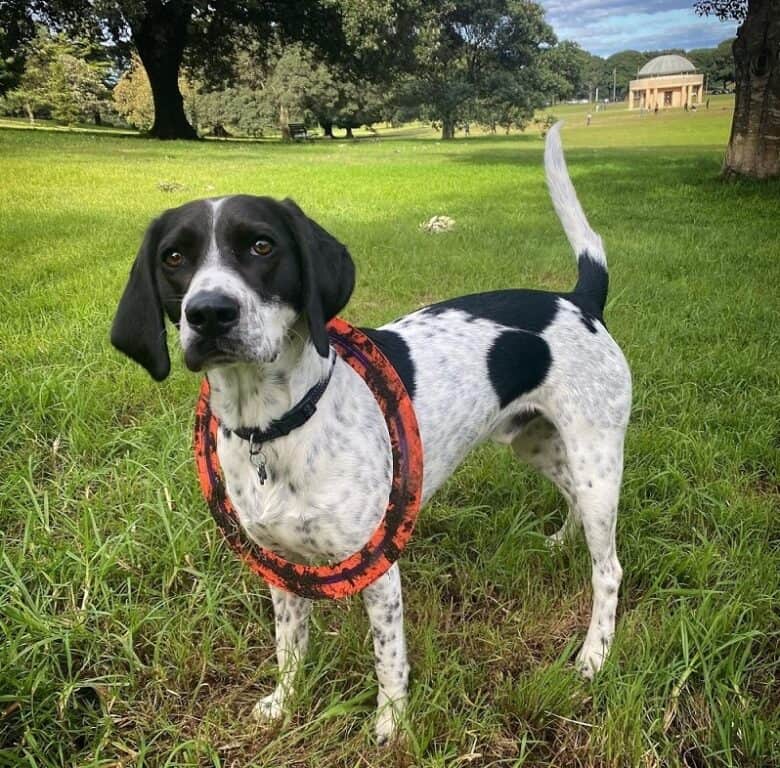 Pointer Beagle mix