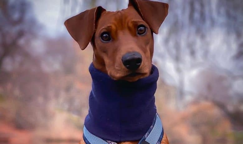 a German Pinscher outside on a winter day