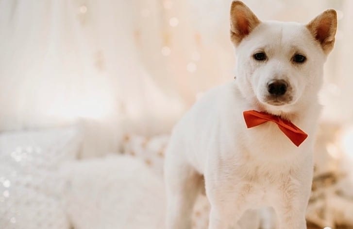 A Shiba Inu wearing a red bow tie
