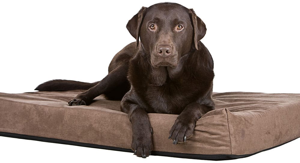 The Best Dog Food For Arthritis Helping Your Pup One Bowl At A Time K9 Web