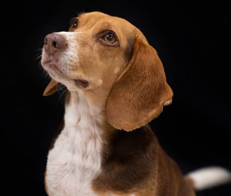 Chocolate tri-colored Beagle dog