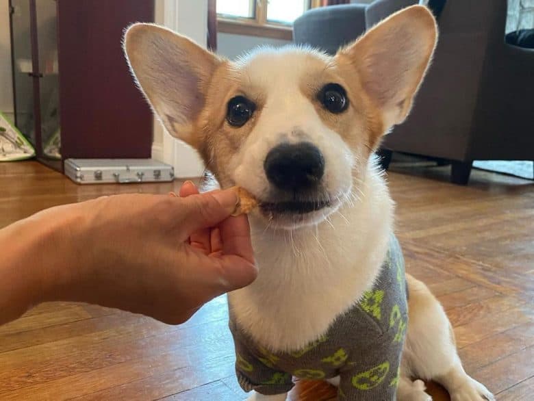 Corgi dog eating a cracker treats