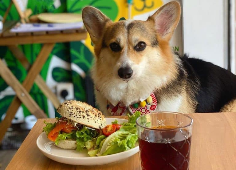 19 Best Dog Foods for 2023 (Premium & Budget) K9 