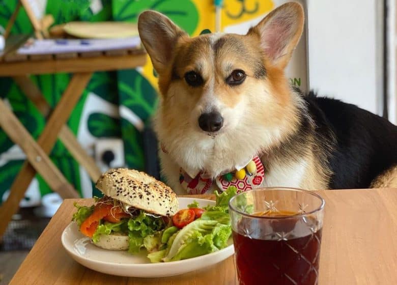 Corgi dog with burger and tea in front