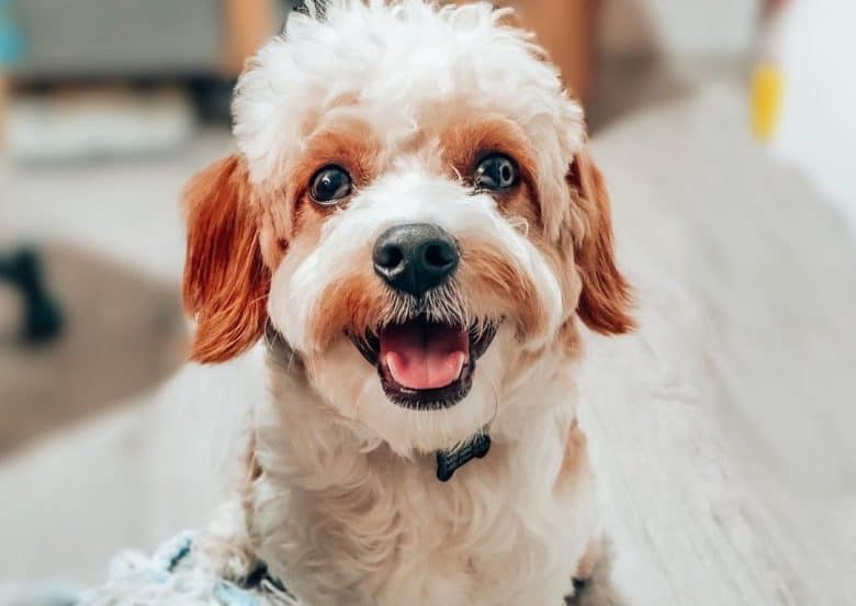 a curly and cute smiling Cavachon sitting on a wooden floor
