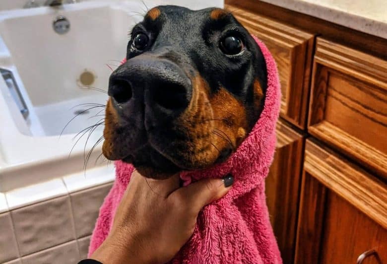 A Dobie enjoyed a bath drying