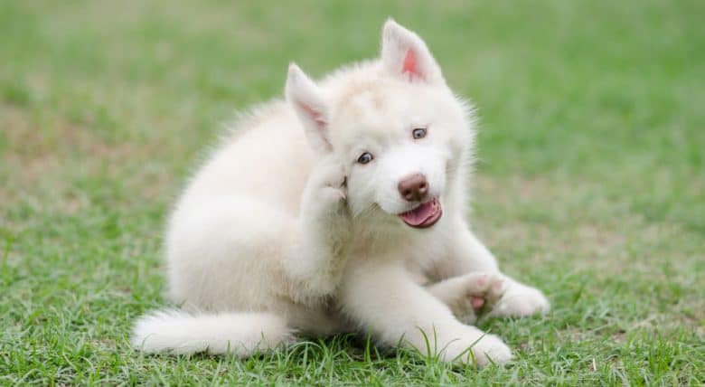 Cute Siberian Husky puppy scratching his face