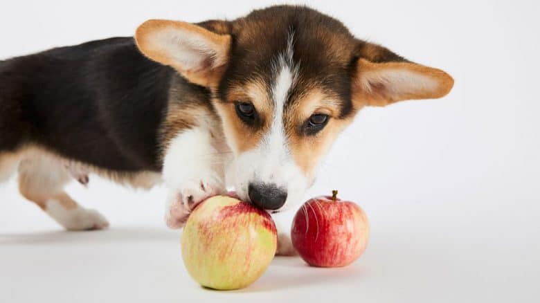 A portrait of a cute Welsh Corgi puppy licking the apples
