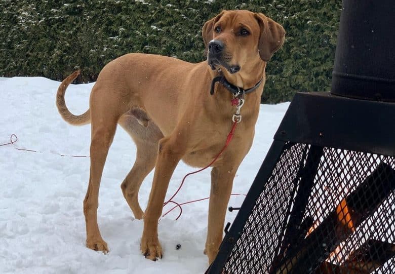 a Doberdane loving the snowy day