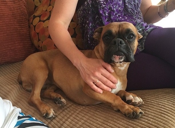 A dwarf Boxer dog