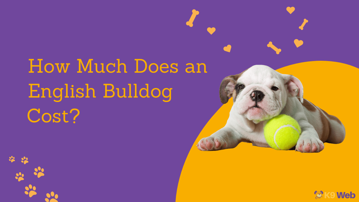 English deals bulldog cost