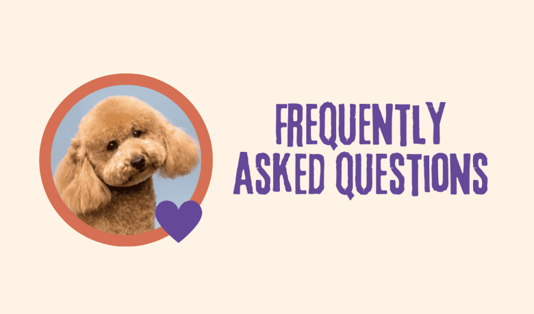 FAQs about Poodles