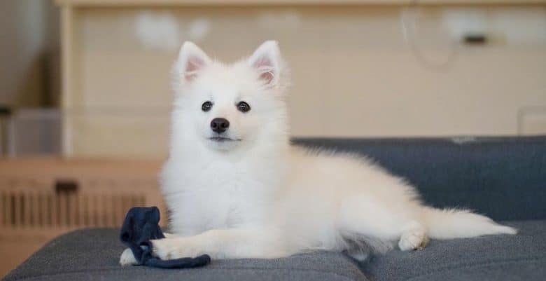 a Japanese Spitz on a couch