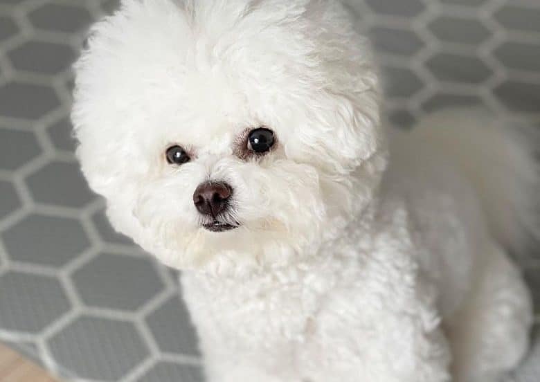 a stark white Bichon Tenerife patiently waiting