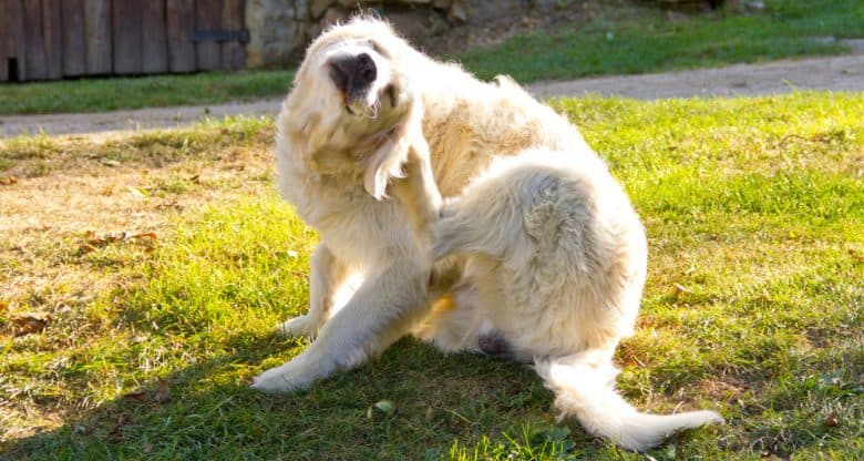 A Golden Retriever dog scratching on his ear under the sun