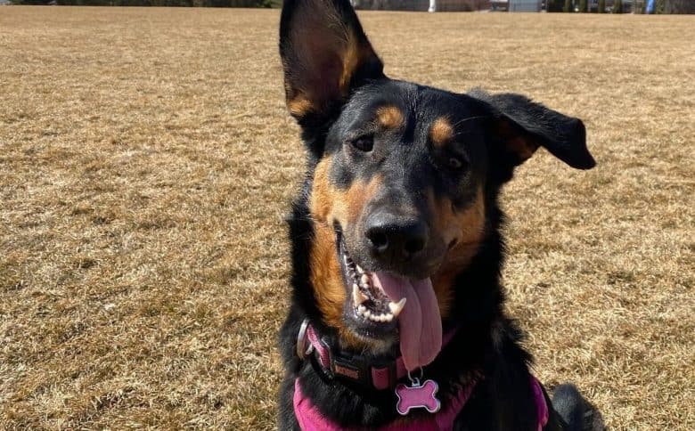 a Doberman-Shepherd sitting with tongue out