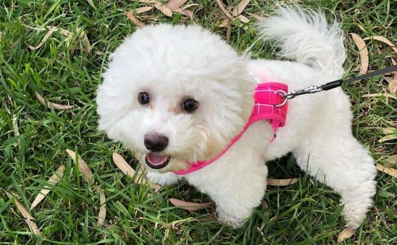 a Bichon Frise wearing a pink harness and enjoying her walk