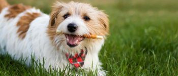 Happy pet dog chewing a dental snack treat