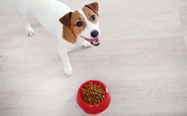 A Jack Russell Terrier dog with dry food in bowl