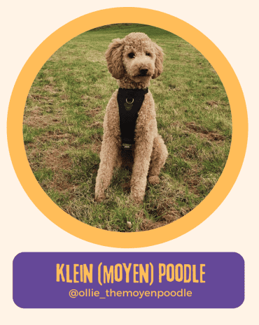 Klein Poodle