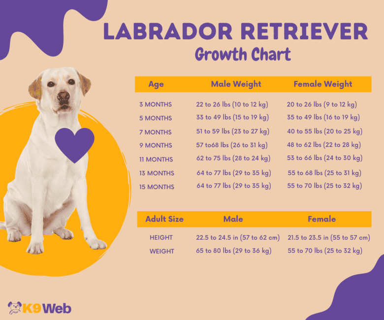 Labrador Retriever Growth Chart Infographic