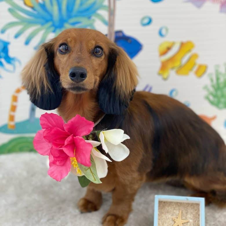 Long-haired Miniature Dachshund