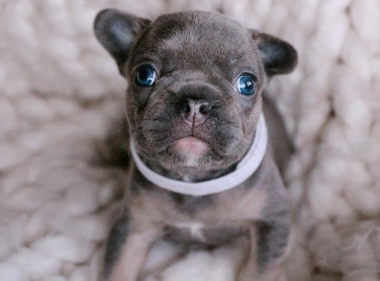 A lovable Blue French Bulldog puppy